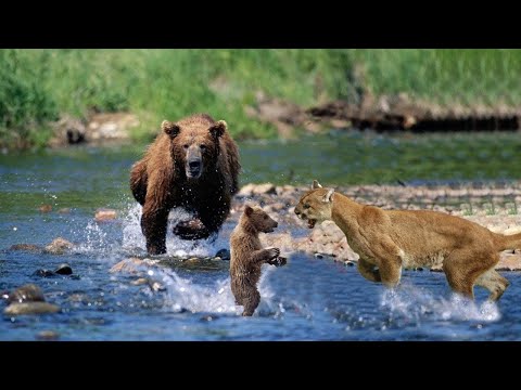 Видео: Если бы это не СНЯЛИ НА КАМЕРУ, никто бы не поверил - ЖИВОТНЫЕ СПАСАЮТ ДРУГ ДРУГА
