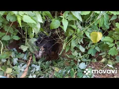 Видео: Охота на барсука# 2021