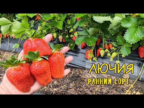 Видео: 🍓ЛЮЧИЯ🍓сорт КСД. 15.05.2024. Ставрополь.