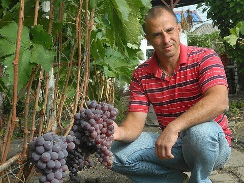 Видео: Виноград Ред глоуб. Сезон 2017. (Grapes Red globe. Season 2017).