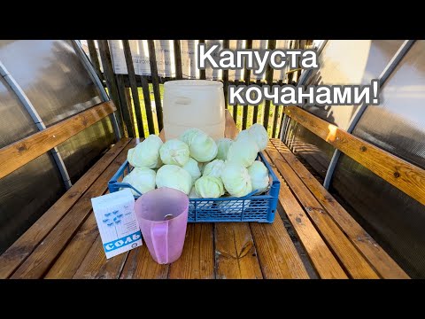 Видео: Квасим очень вкусную капусту кочанами!