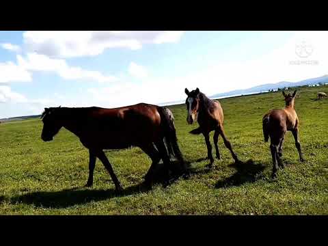 Видео: Рыжик вернулся в табун и выгнал тяжеловоза...
