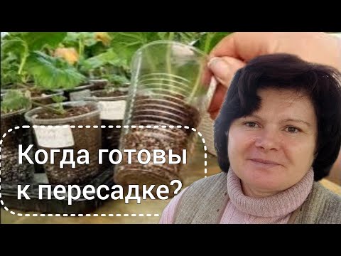 Видео: Состояние черенков пеларгоний во время укоренения.