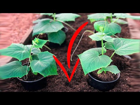 Видео: СДЕЛАЙТЕ ЭТО ПЕРЕД ПОСАДКОЙ ОГУРЦОВ!