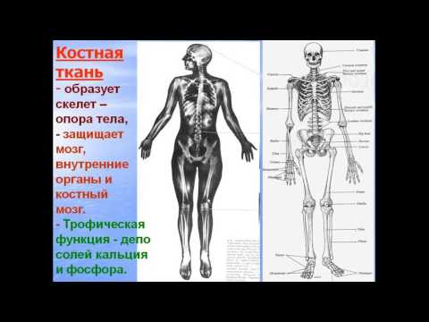 Видео: Хрящевые и костные ткани. Видео лекция С.М.Зиматкин (7)