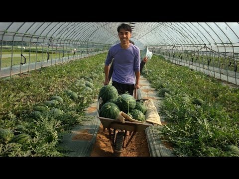 Видео: Парник бизнеси, пул ишлаш
