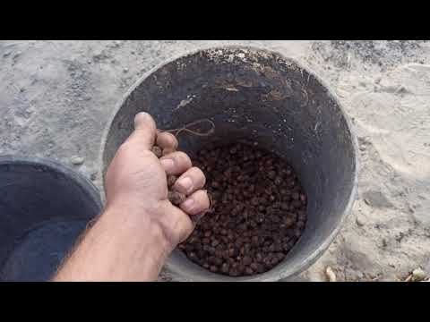 Видео: Тигровый орех у себя в огороде!