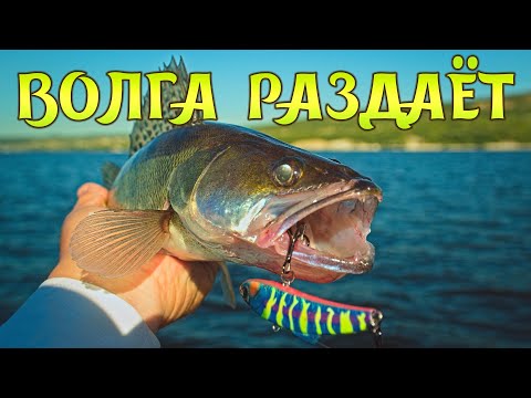 Видео: Активный клёв судака в летний зной.