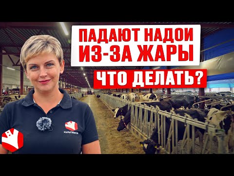 Видео: Что делать, если падают надои из-за жары? | Тепловой стресс у коров | Молочное животноводство