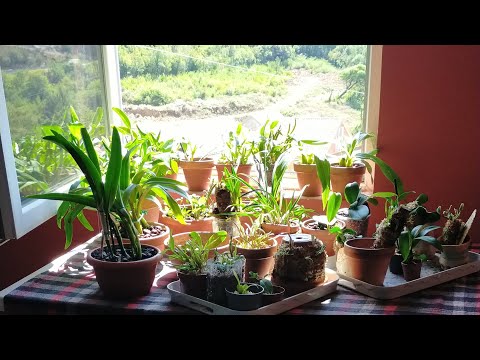 Видео: Орхидеи опять переехали на море 😍 обзор октября, ч.1