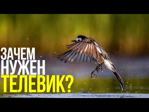 Видео: Как снимать птиц? | Фотосъемка на природе с Canon RF 600mm f/11 IS STM