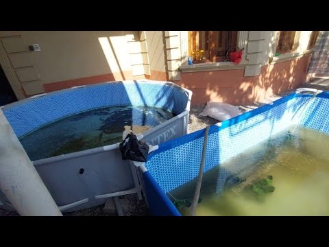 Видео: Илон балиқ арзонроғи чиқиб колди, улгурган улгурди.