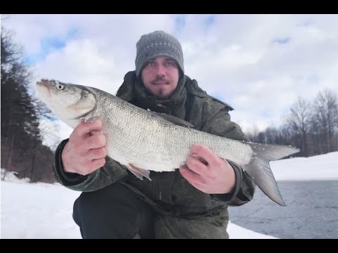 Видео: Зимние жерехи! Верхняя Москва река. Открытие сезона 2022.