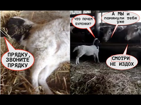 Видео: КАК ПОДНЯЛИ ДОРПЕРА-МИЛАХУ ИЛИ ДЕФИЦИТ ВИТАМИНА В1 #полиэнцефаломаляция