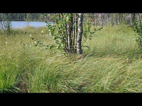 Видео: 382. ОКР у монаха