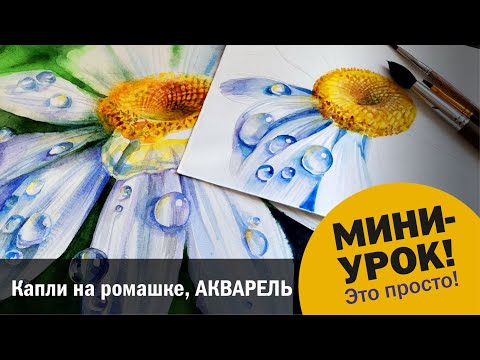 Видео: Капли на ромашке, акварель