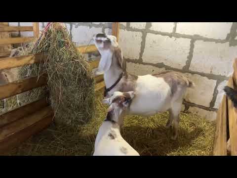 Видео: Камерунские козы