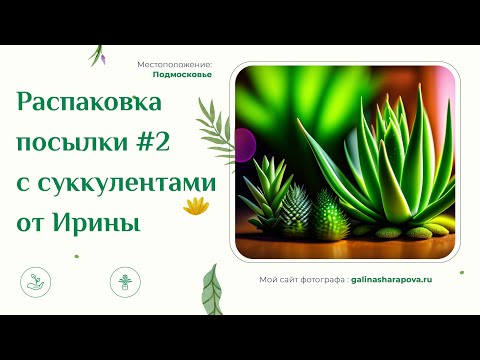 Видео: Распаковка посылки #2 с суккулентами от Ирины