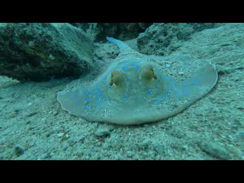 Видео: Часть 4  Domina coral отель Diving.