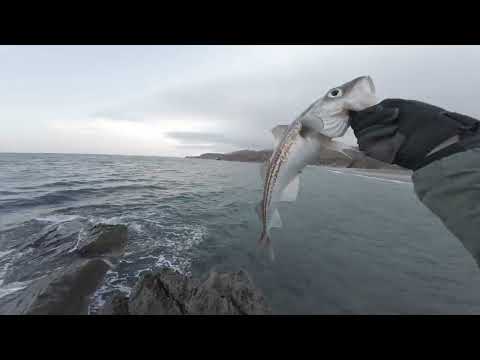 Видео: Ловим камбалу на слоу-джиг и закрываем рыбалку на минтая с берега во Владивостоке, конец апреля 2025