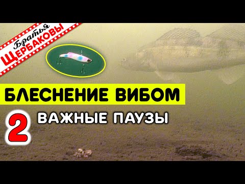 Видео: Секреты ловли на ВИБЫ с классическими ПОДБРОСАМИ. Как определять ВЕЛИЧИНУ ПАУЗ? Подводные съемки