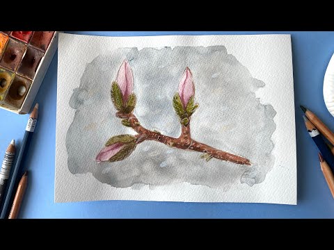 Видео: Магнолия в бутонах на ветке акварелью. Рисуем весну акварелью и карандашами