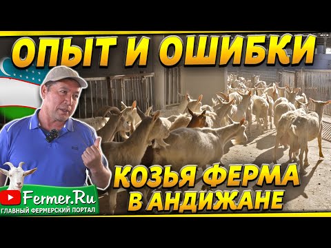 Видео: Ферма на 3000 коз. Неунывающий фермер. Доильный зал под навесом. Сыроварня и магазин. Узбекистан