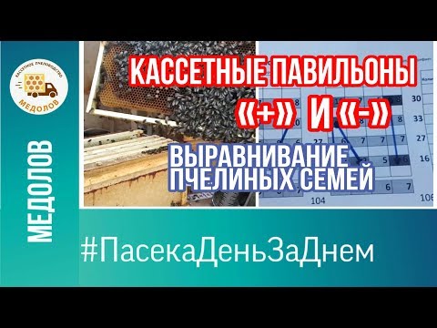 Видео: ПЛЮСЫ И МИНУСЫ кассетных павильонов.  Выравнивание пчелиных семей. Количество мертвых пчел #Пасека