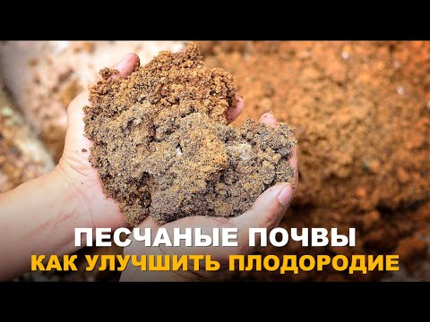 Видео: ПОВЫШАЕМ ПЛОДОРОДИЕ ПЕСЧАНОЙ ПОЧВЫ. Как сделать песчаную почву более влагоёмкой и плодородной.