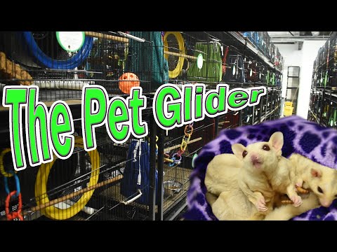 Видео: Экскурсия по ферме SUGAR GLIDER!