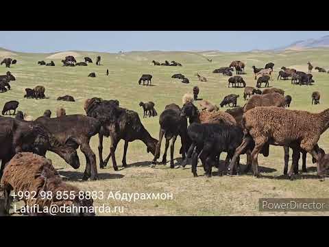 Видео: Гиссарские овцы и аборигенные САО Абдурахмона Мирзорахимова , зимники и горы