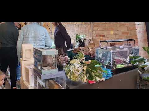 Видео: 25.10.2025: Зелёный Кёнигсберг