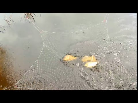 Видео: Рыбалка на паук!!! Рыбалка на карася в малых Сибирских реках!!! Рыбалка 2022!!!