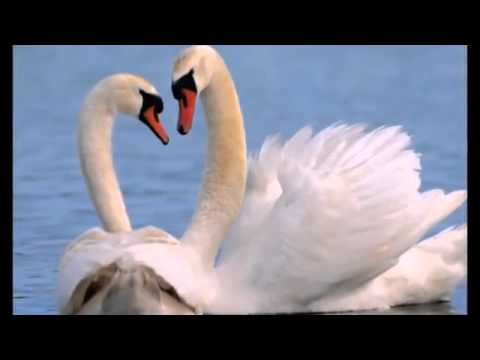 Видео: Где же твои крылья