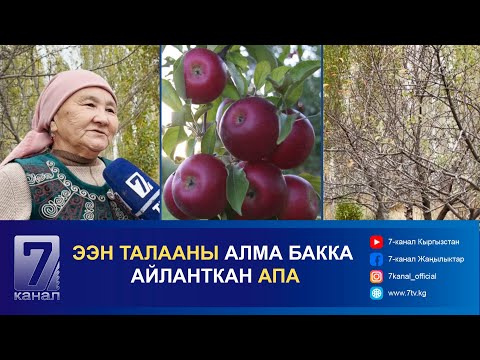 Видео: ЭЭН ТАЛААНЫ АЛМА БАККА АЙЛАНТКАН АПА