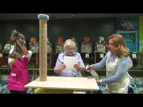 Видео: Курильский бобтейл (KBS-KBL)  "МОРОЗНЫЙ ИНЕЙ ФЕВРАЛЯ" 23-24 ФЕВРАЛЯ 2018