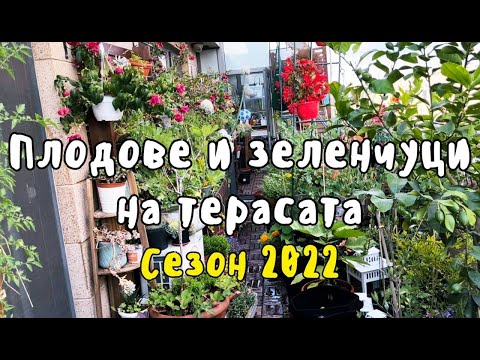 Видео: Какво отглеждам в балконската градина през 2022