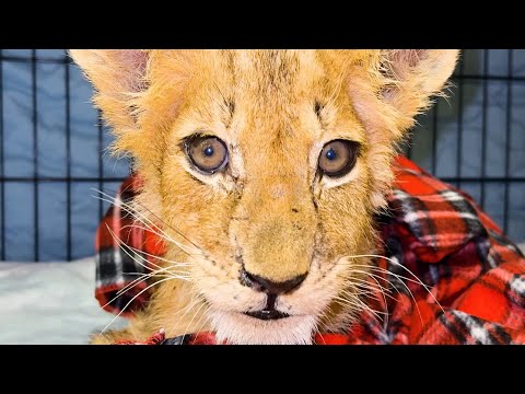 Видео: Поломанный львёнок впервые НАШЁЛ В СЕБЕ СИЛЫ ПОДНЯТЬСЯ! Он СИЛЬНО ХОЧЕТ остаться в живых ❤️‍🩹