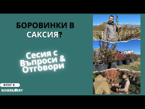 Видео: Боровинки в саксия? Каква почва? Климат? Q/A сесия с нас | Влог 5 | Roseberry Farm