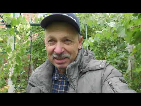 Видео: Приклад посадки привитих саджанців на моєму винограднику, щому вони не загинули.