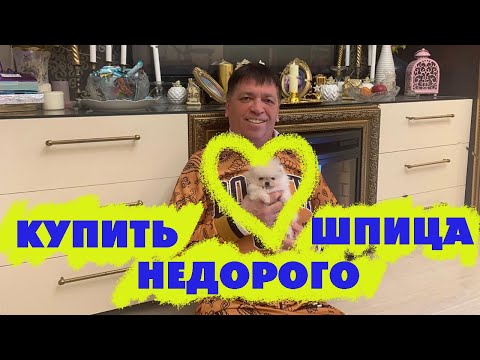 Видео: Каких шпицев можно купить недорого?
