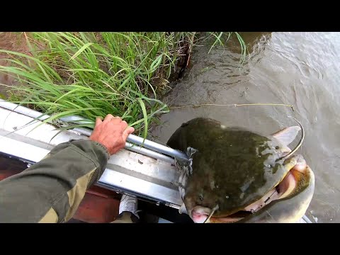 Видео: Рекордный сом сезона на блесну!