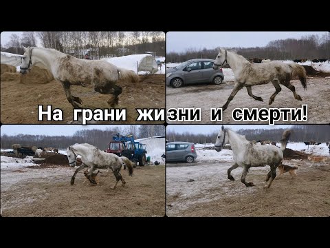 Видео: Едва не ушёл под нож🪰🐎