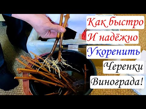Видео: Как быстро и надёжно Укоренить черенки винограда