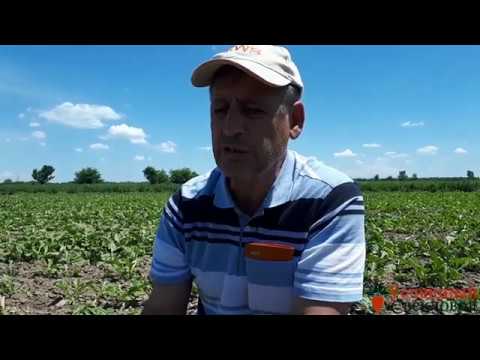 Видео: Сахарная свекла второй месяц, эффект химобработок.