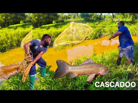 Видео: Cascadoo | ловить | чистить | готовить | на месте #Тринидад