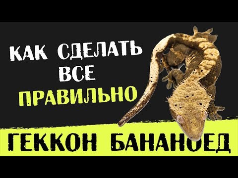 Видео: Содержание Реснитчатого бананоеда