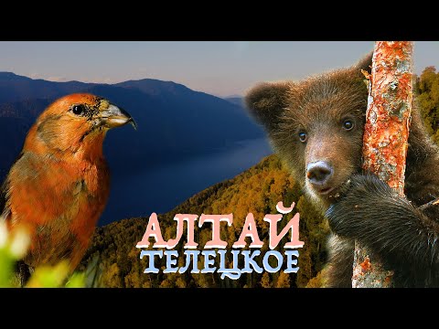 Видео: Алтай заповедный: озеро Телецкое | Film Studio Aves