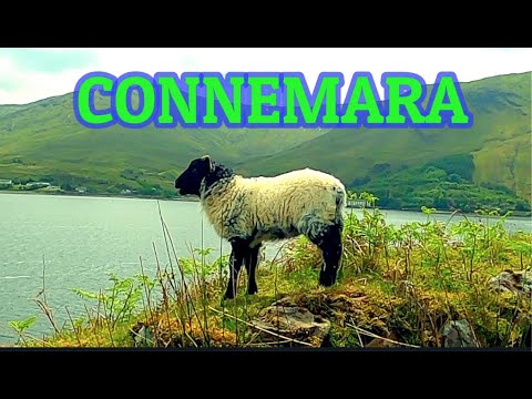 Видео: CONNEMARA САМОЕ КРАСИВОЕ МЕСТО В ИРЛАНДИИ/ВОДОПАДЫ/ПЛЯЖ/ЕДА