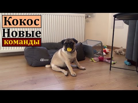 Видео: Дрессировка щенка, Щенок МОПСА. Лучший способ дрессировки. Игры со щенком.